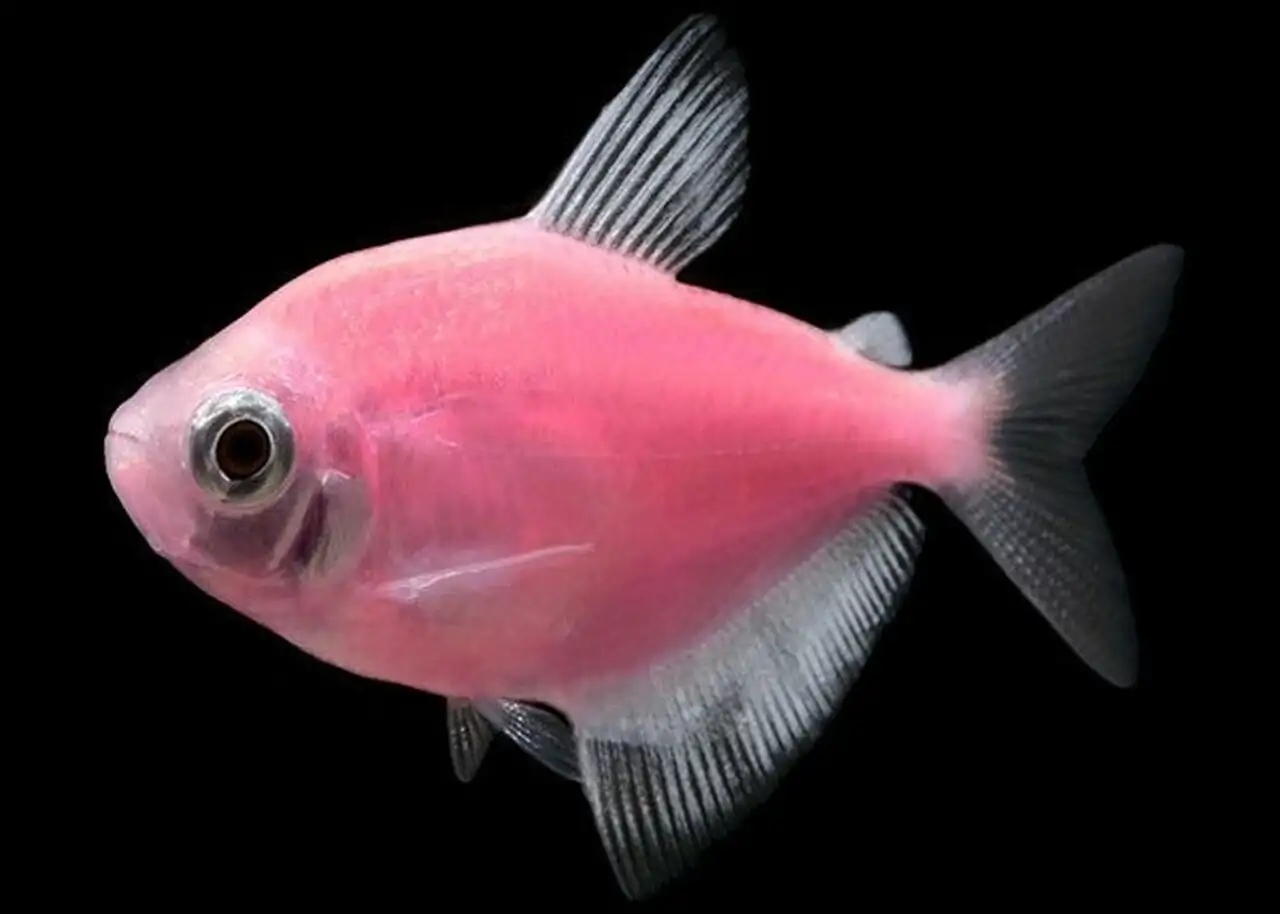 GloFish, Moonrise Pink Tetra